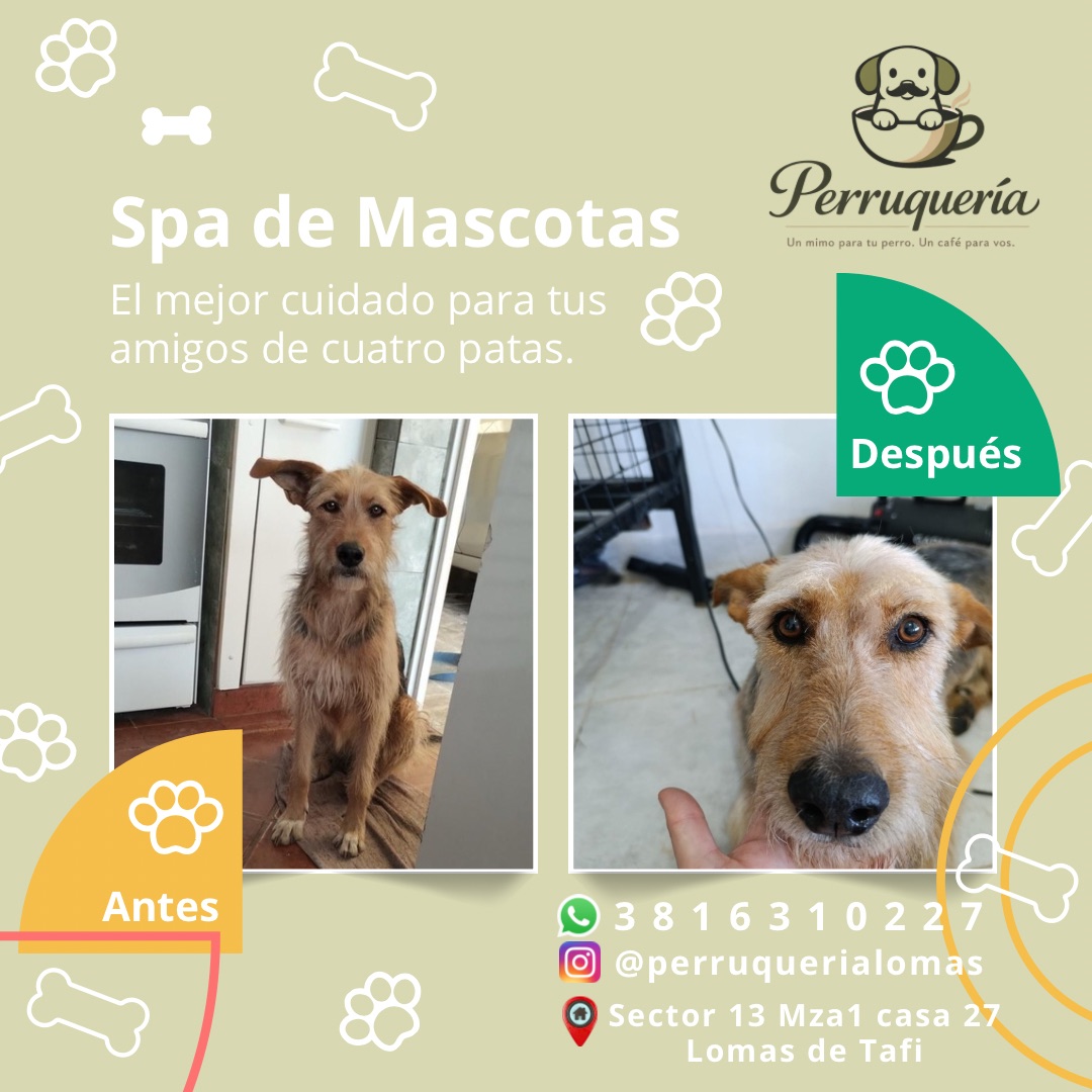 Parrruqueria